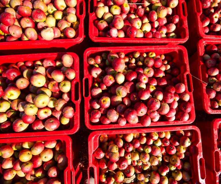 Apples_ND80419