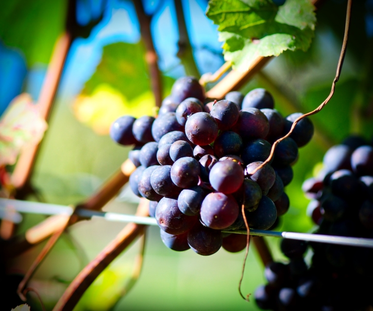The Vines