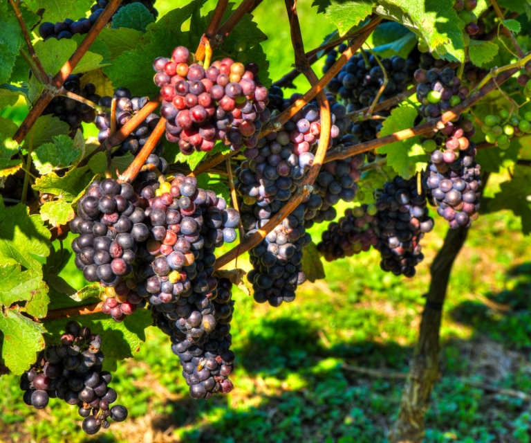 Grapes_ND80894