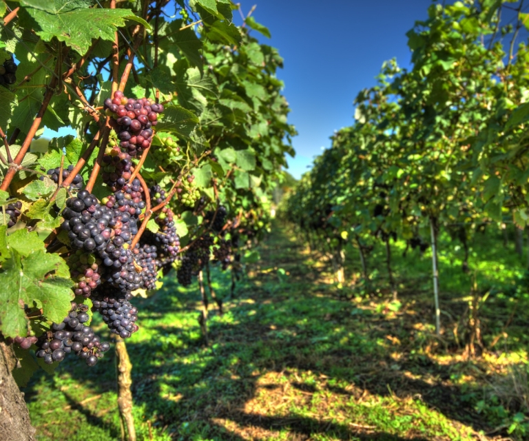 Vineyard_ND80440