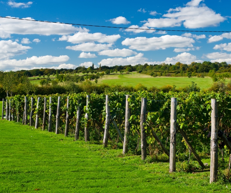 Vineyard_ND80918